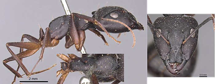 Camponotus adenensis