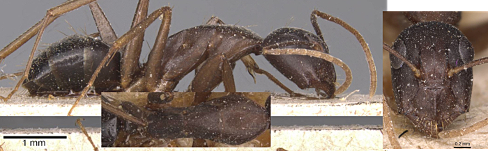 Camponotus adenensis minor