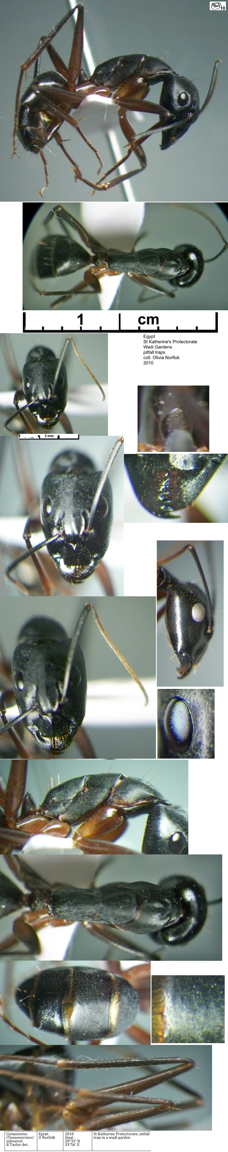 {Camponotus adenensis major}