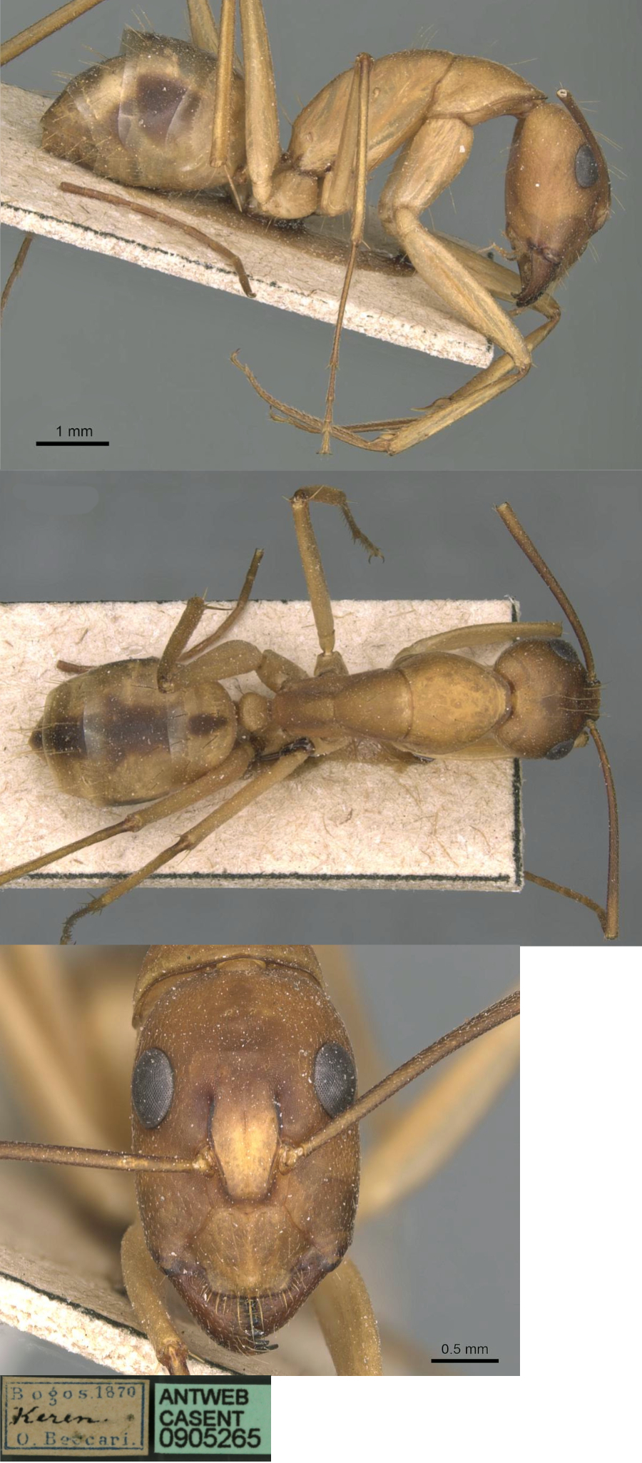 {Camponotus aegyptiacus minor}