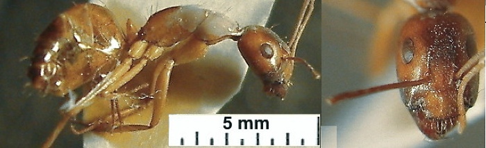 Camponotus aegyptiacus minor