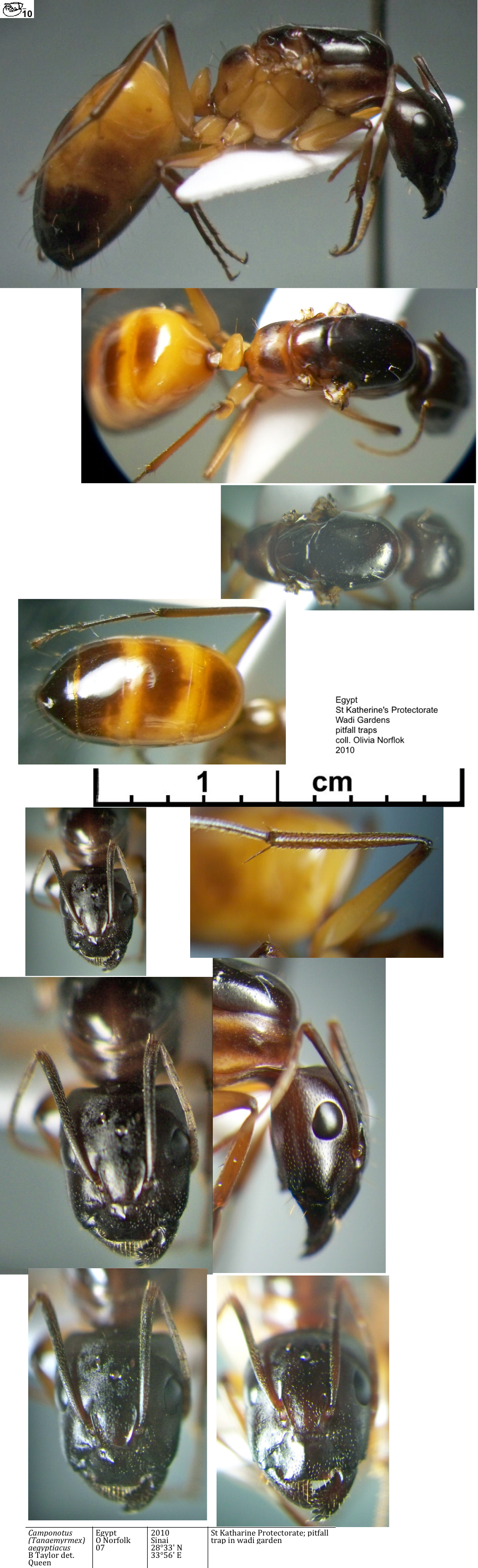 {Camponotus aegyptiacus media & minima}