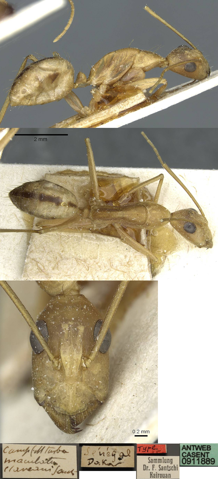 {Camponotus aegyptiacus claveaui}