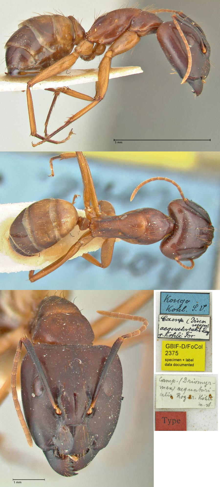 {Camponotus aequatorialis major}