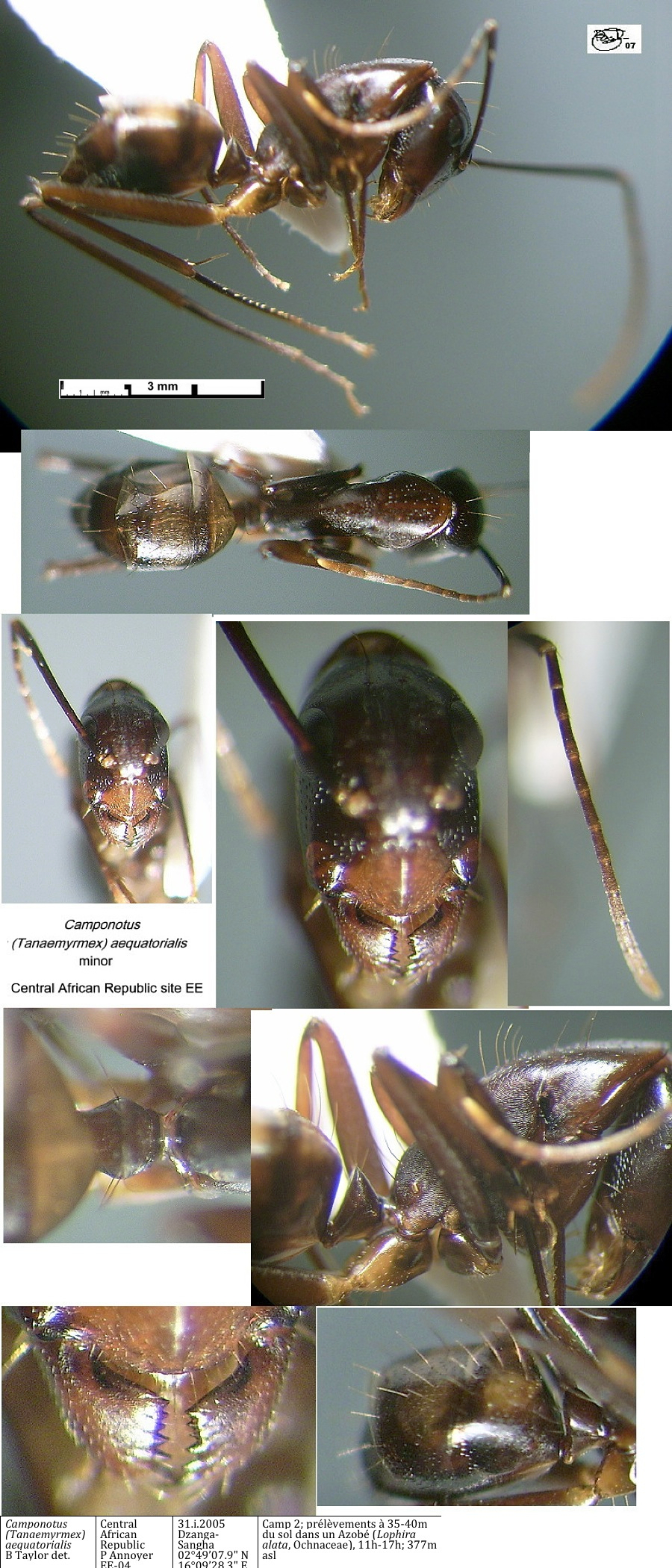 {Camponotus aequatorialis minor}