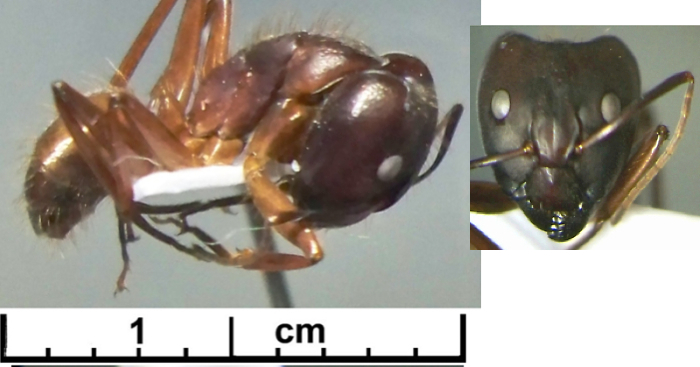 Camponotus aequatorialis kohli major
