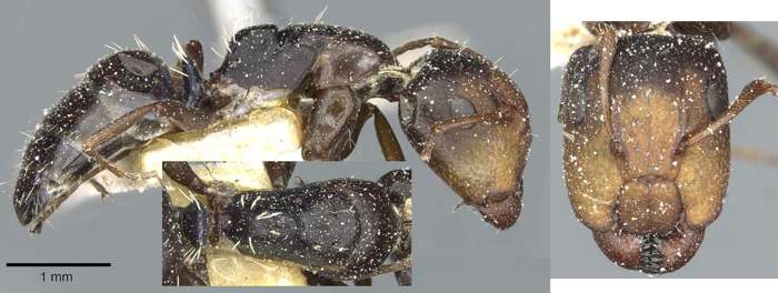 Camponotus aeuitas majorq