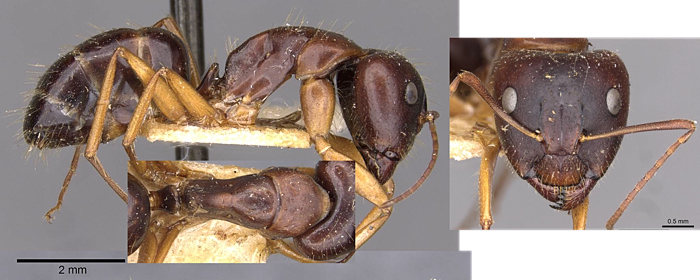 Camponotus aethiops major
