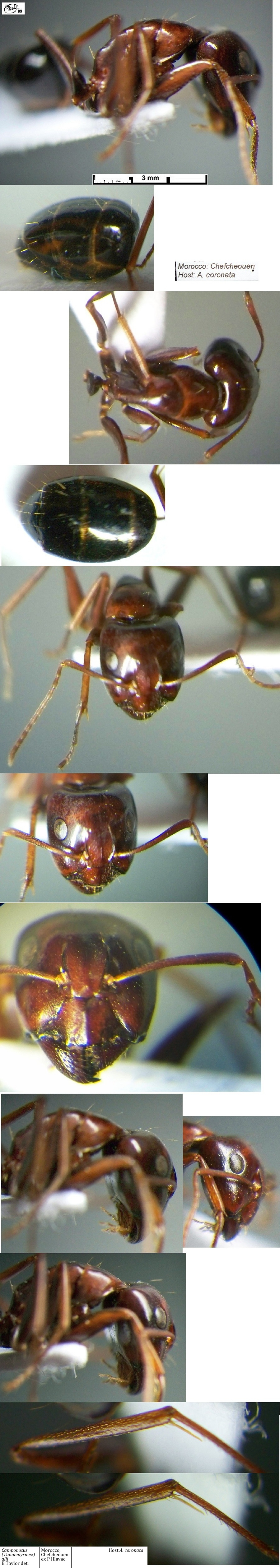 {Camponotus (Tanaemyrmex)  alii media}