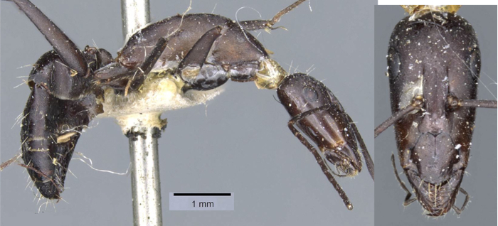 Camponotus angusticeps minor