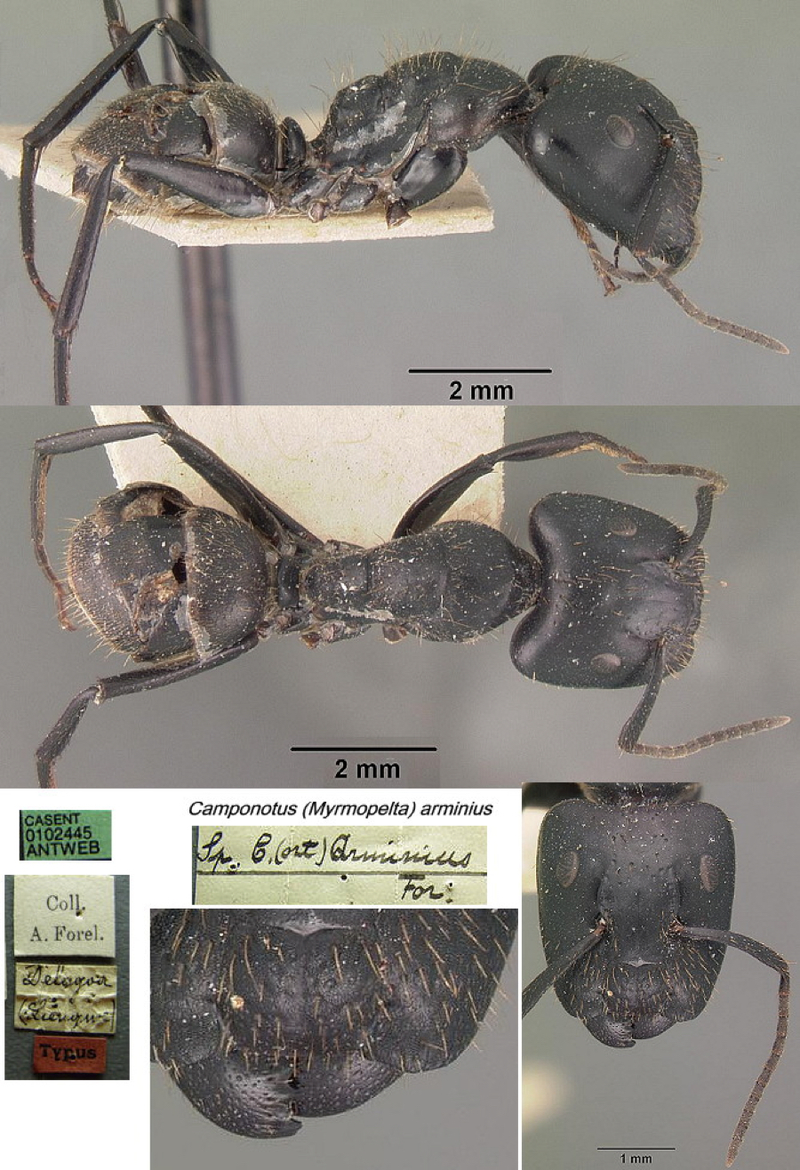 {Camponotus (Myrmopelta) arminius}