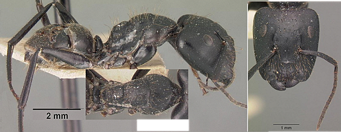 Camponotus arminius