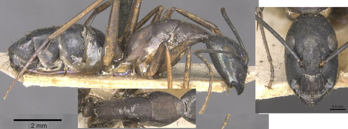 Camponotus arnoldinus major