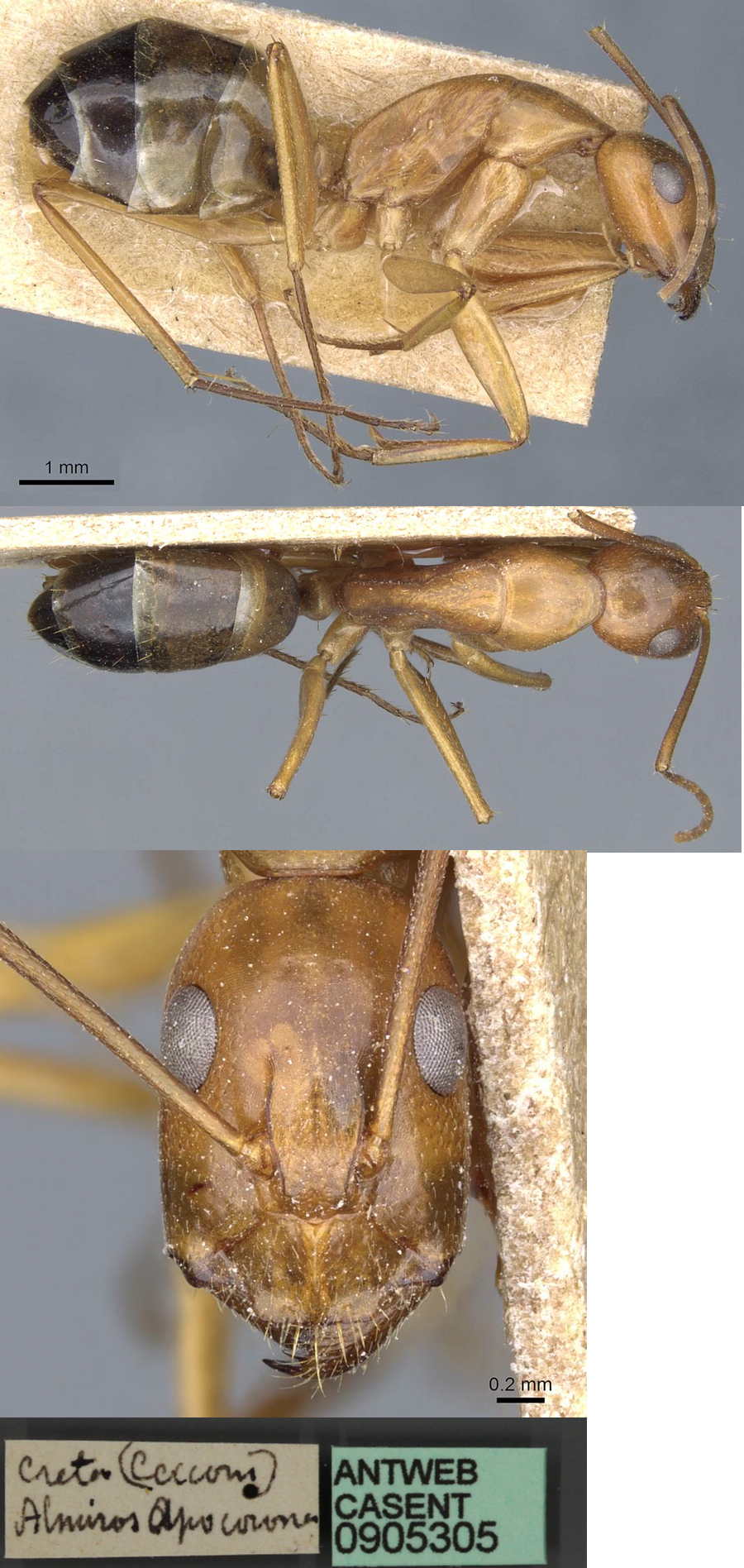 Camponotus baldaccii minor