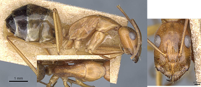 Camponotus baldaccii minor