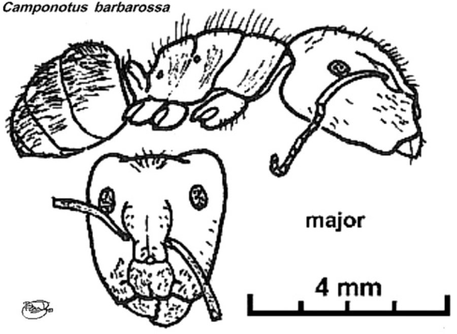 {Camponotus (Myrmopelta) barbarossa}