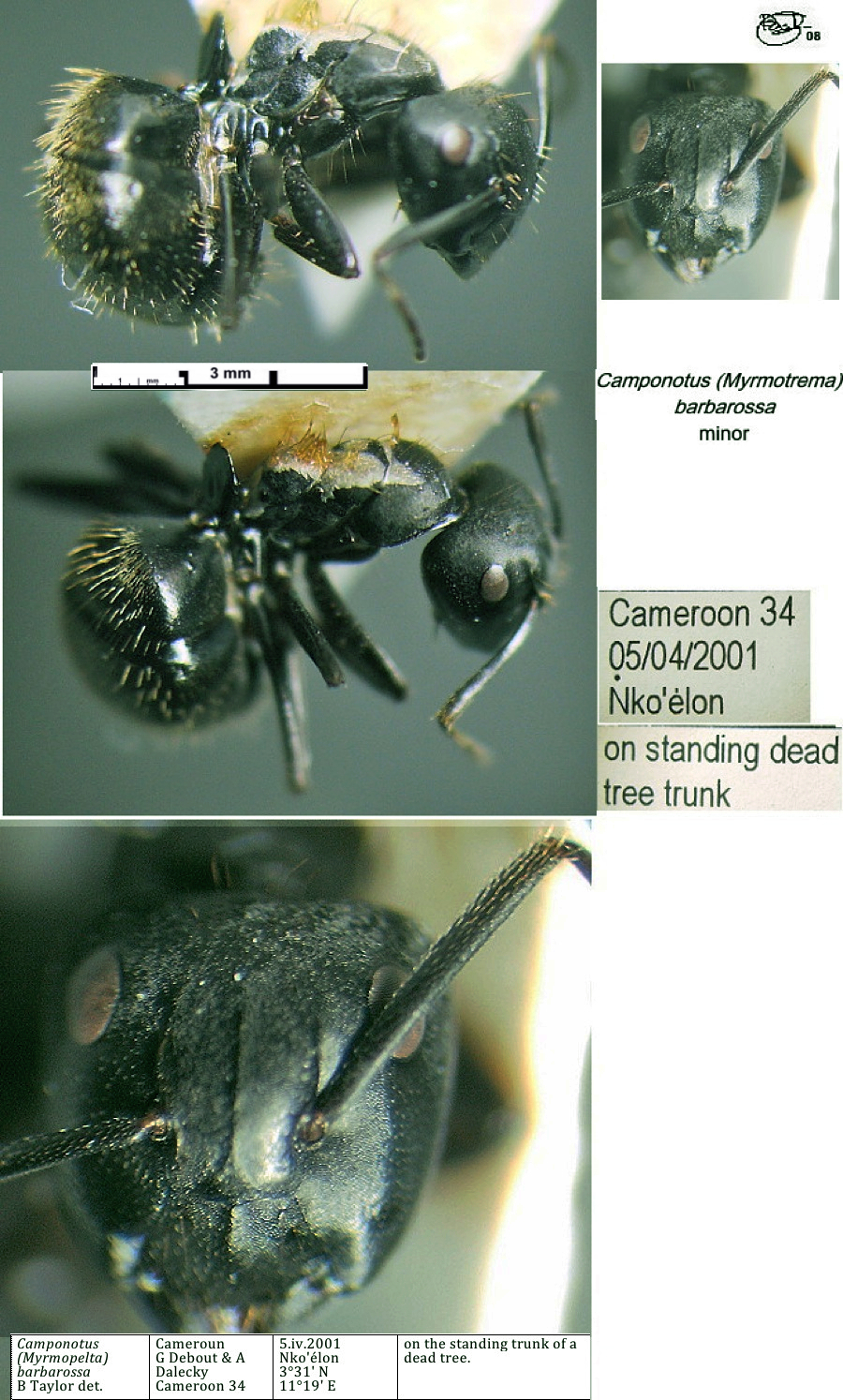 {Camponotus barbarossa minor}