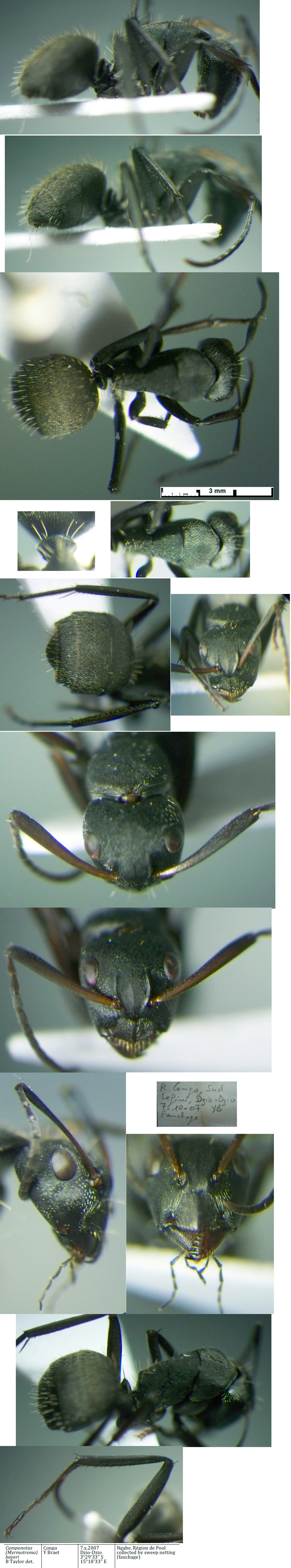 {Camponotus bayeri}