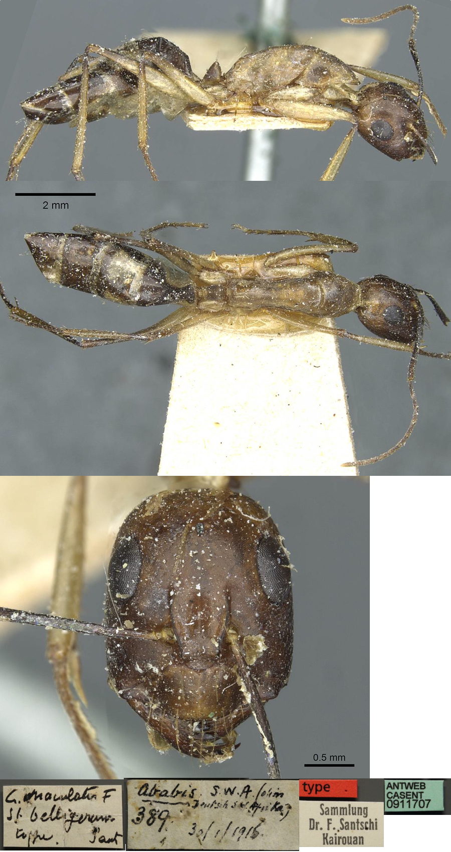 Camponotus belligerus minor