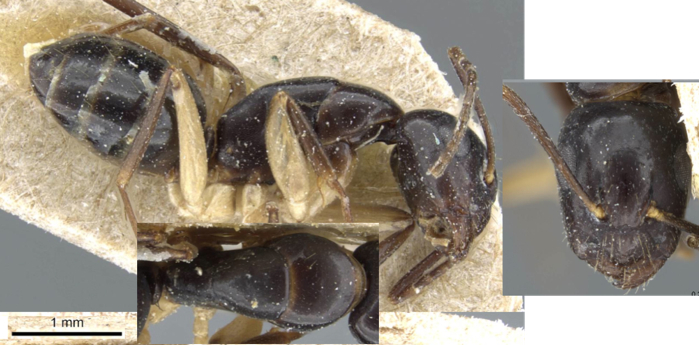 Camponotus bertolonii minor