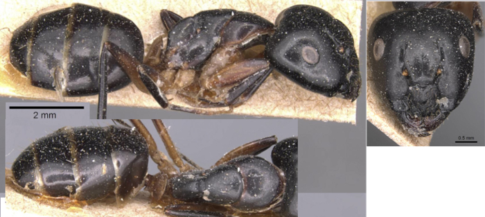 Camponotus bianconii