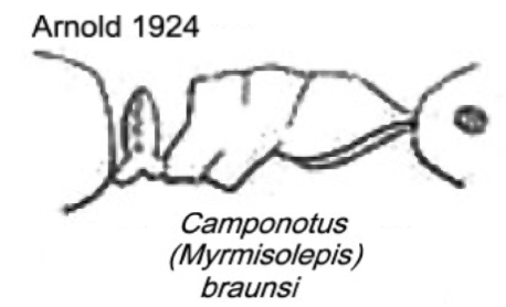 {Camponotus (Myrmisolepis) braunsi}