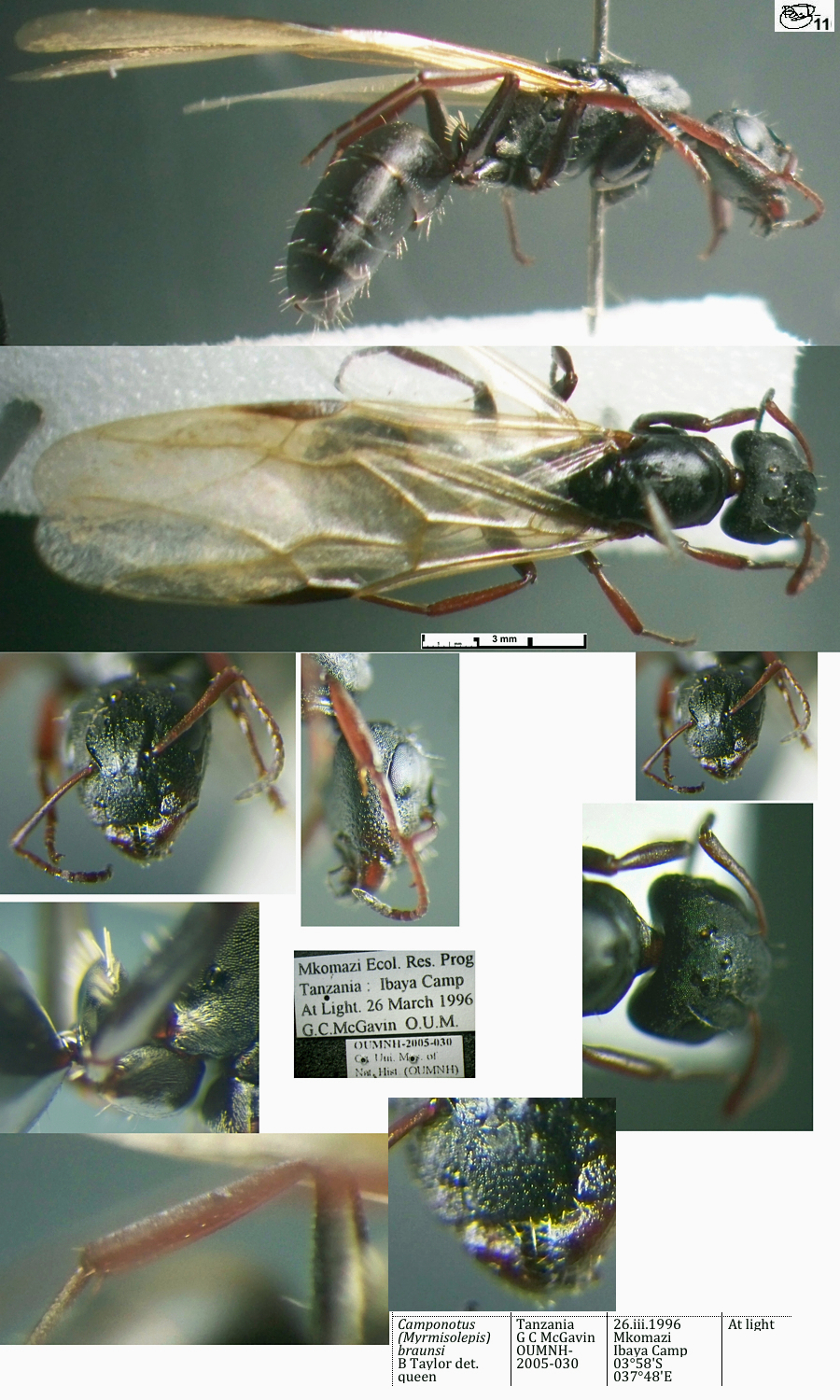 {Camponotus braunsi queen}