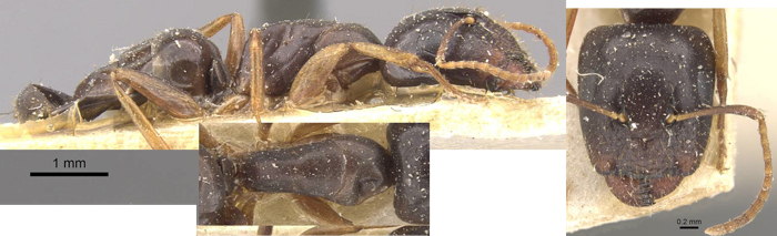Camponotus brookei