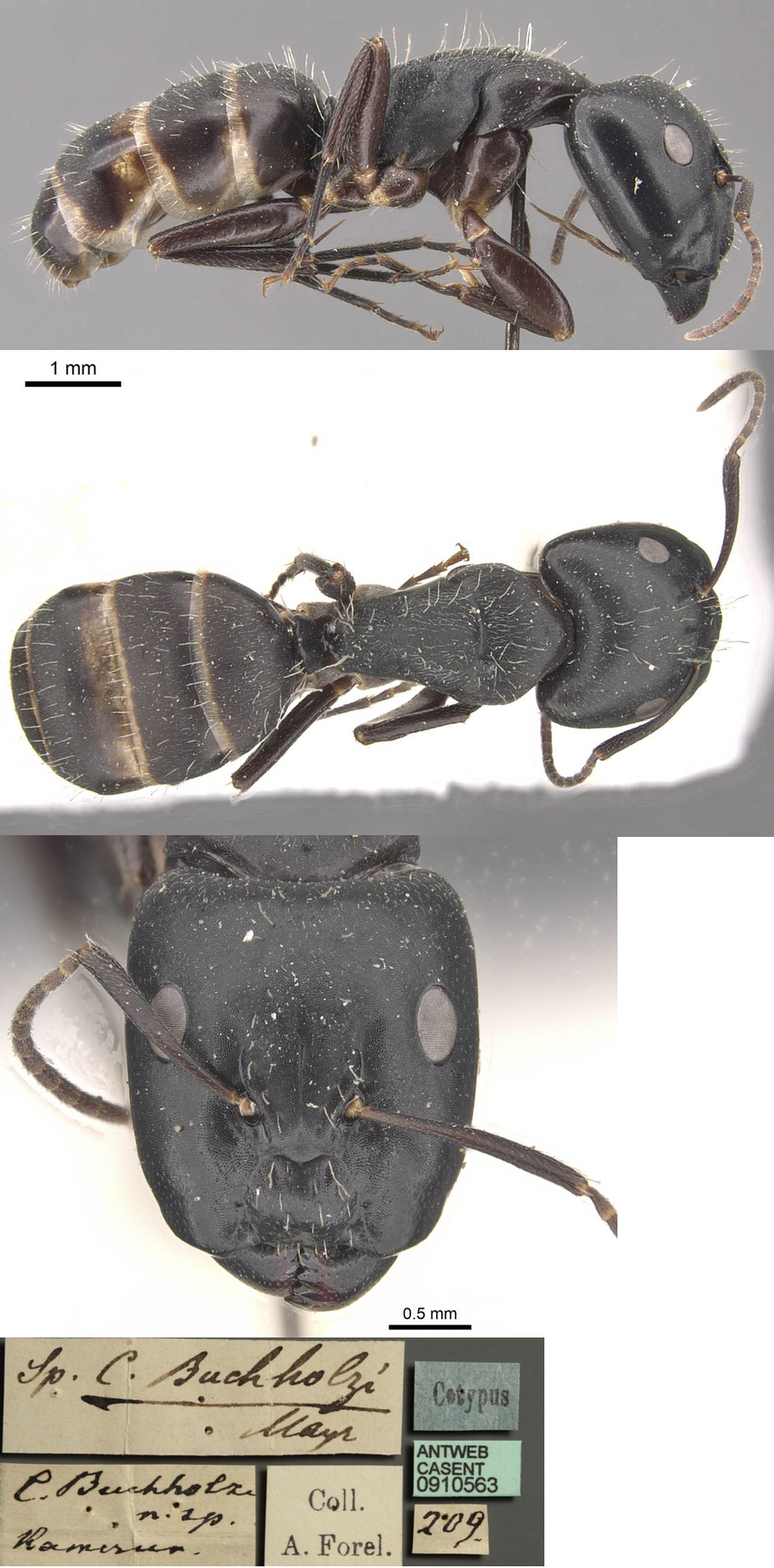 Camponotus buchholzi major