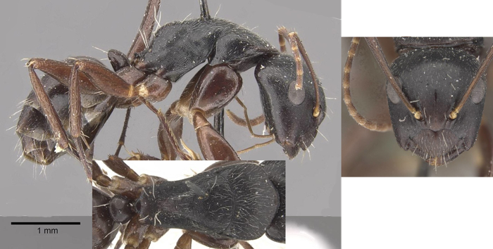 Camponotus buchholzi minor