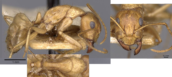 Camponotus buddhae
