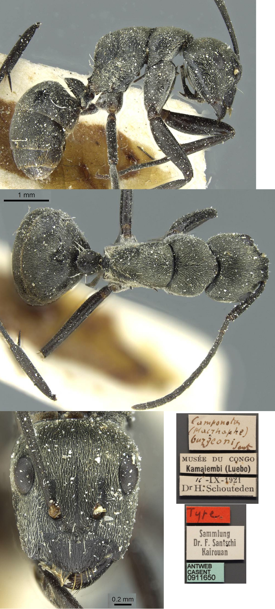 Camponotus burgeoni