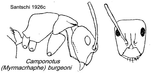 {Camponotus (Myrmacrhaphe) burgeoni}