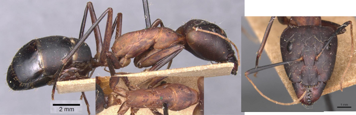 {Camponotus caffer major}