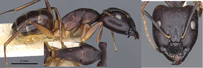 Camponotus cecconii