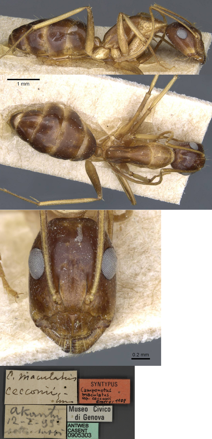 Camponotus cecconii minor