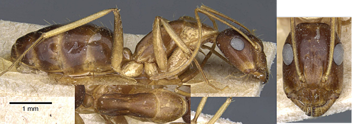 Camponotus cecconii minor