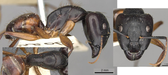 Camponotus chilon