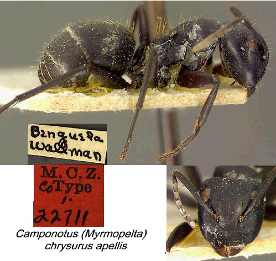 {Camponotus chrysurus apellis}