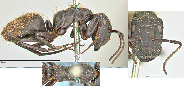 Camponotus chrysurus major