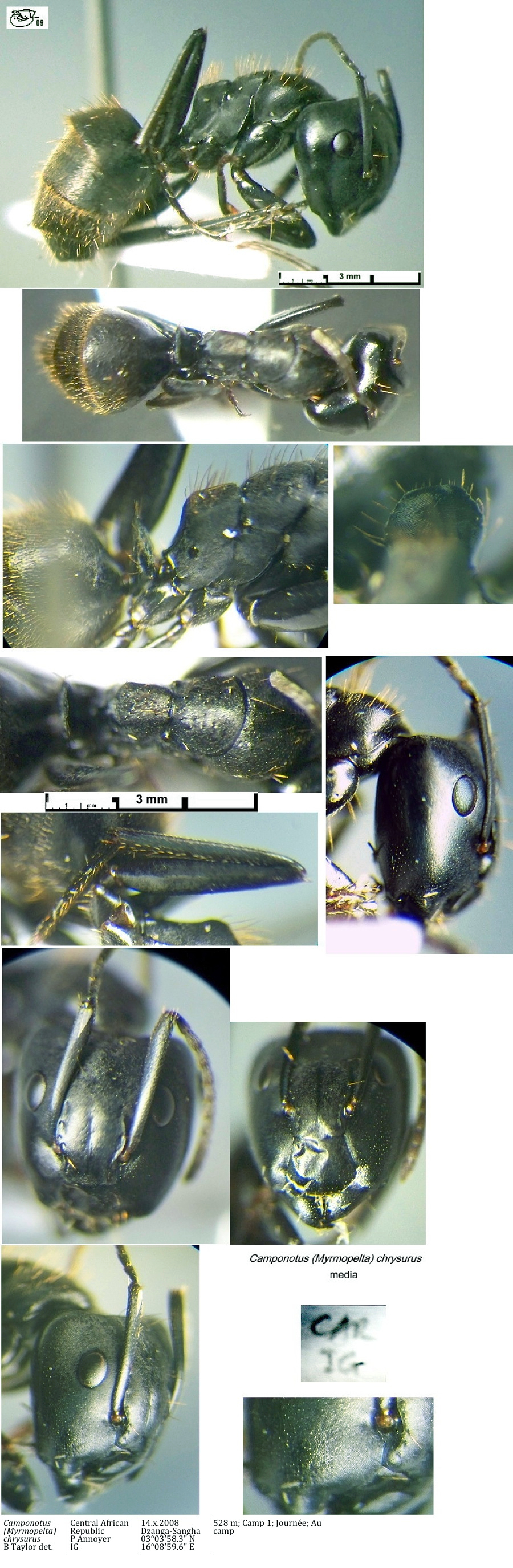 {Camponotus chrysurus yvonnae media}