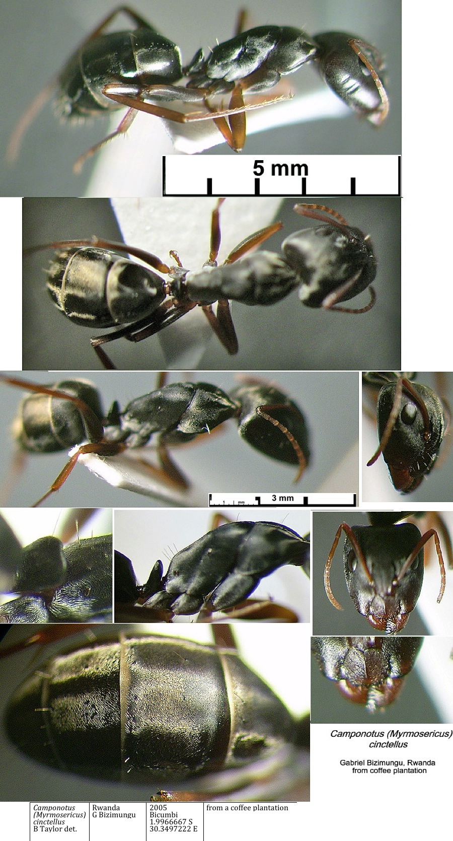{Camponotus cinctellus}