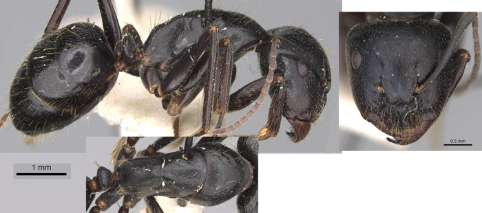 Camponotus cleobulus