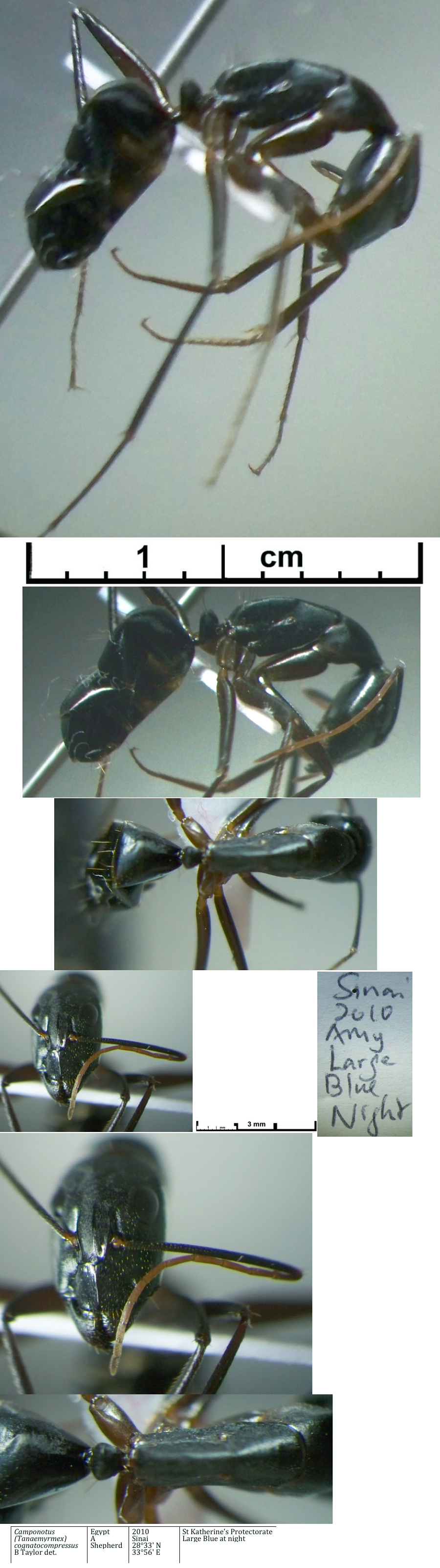 {Camponotus cognatocompressus minor}