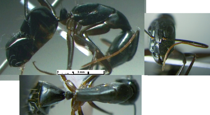 Camponotus cognatocompressus minor