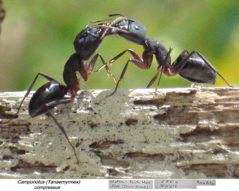 {Camponotus compressus greeting}
