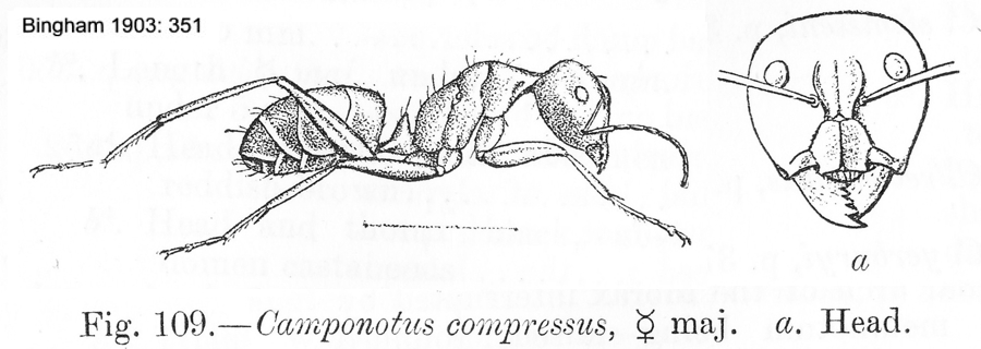 {Camponotus compressus}