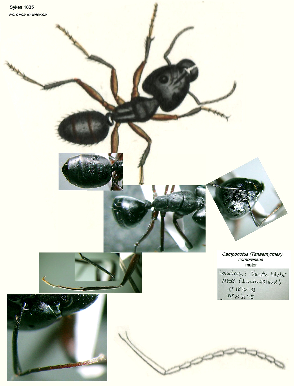 {Camponotus compressus Maldives}