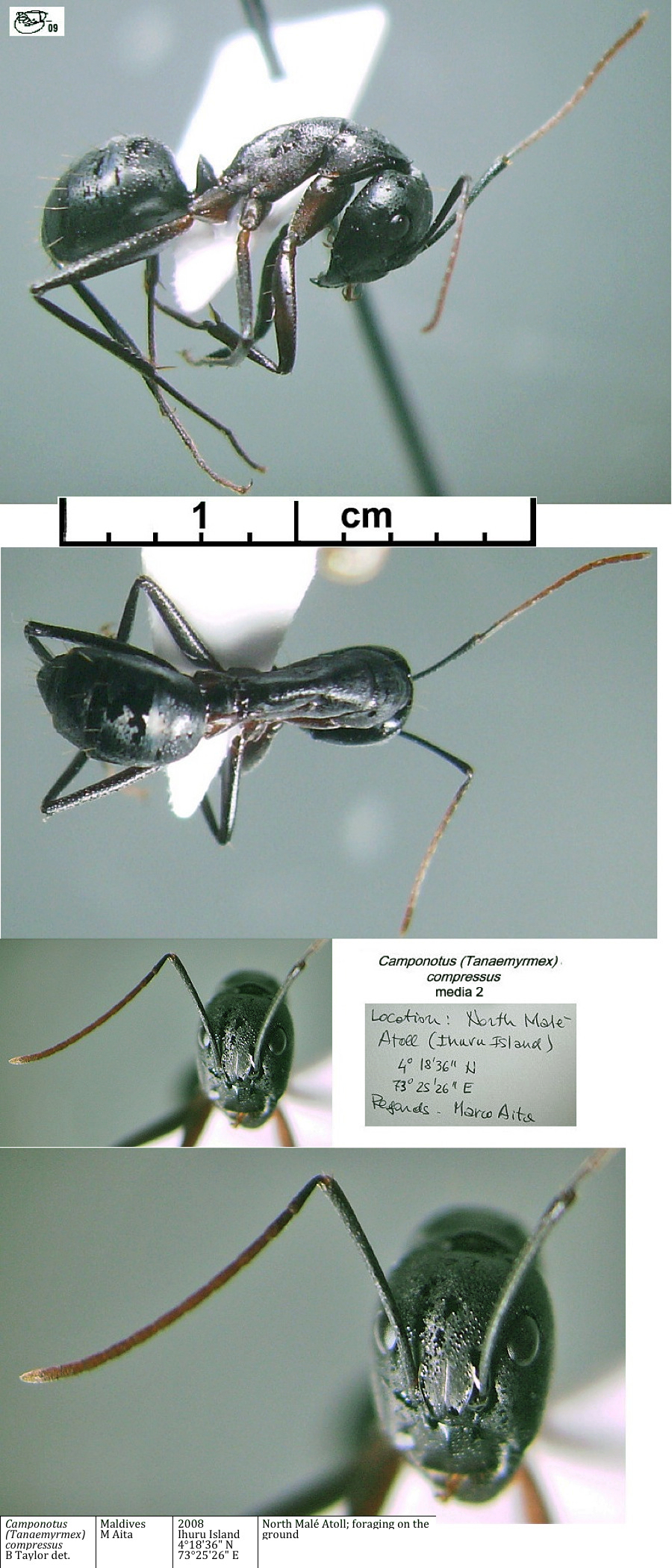 {Camponotus compressus media 2}