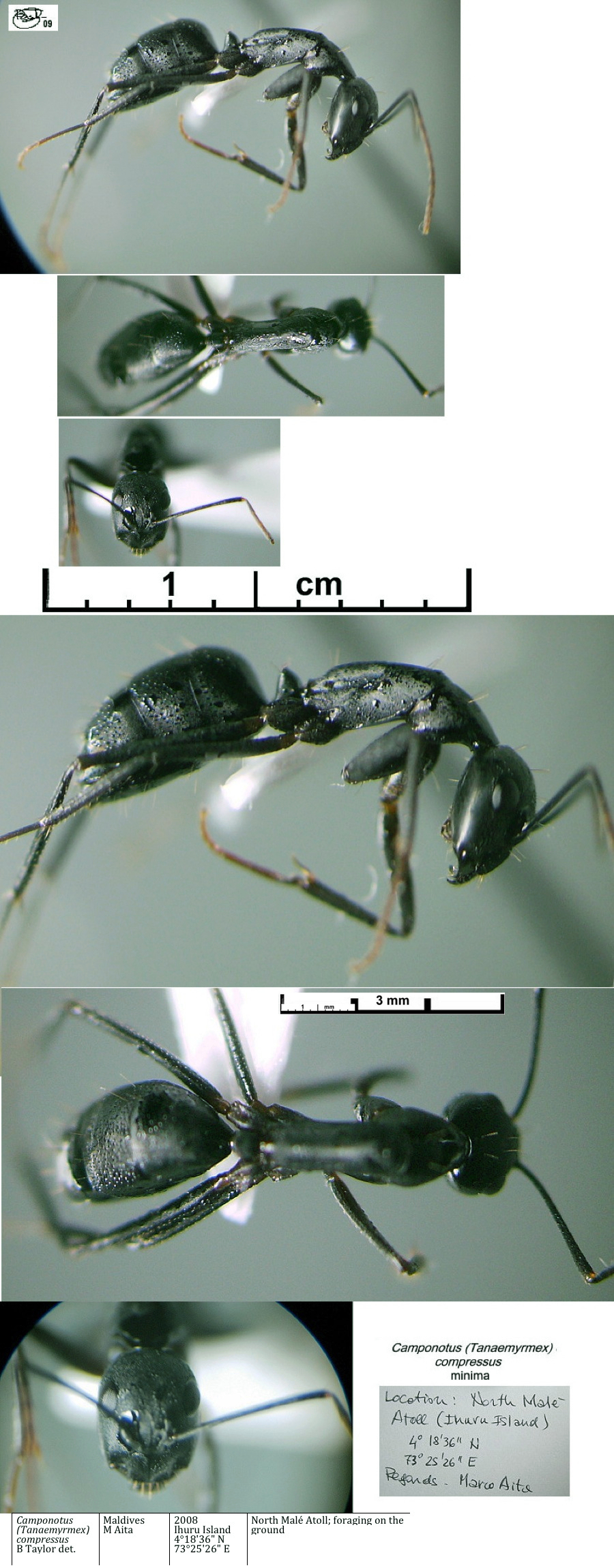 {Camponotus compressus minima}